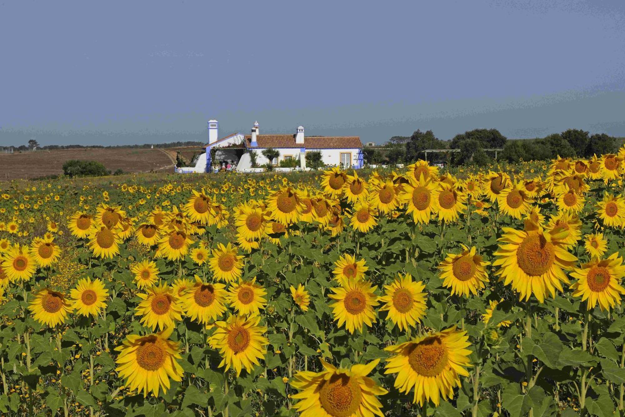 Landhaus Herdade Do Touril *